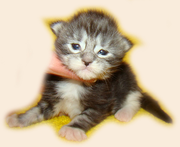     Catsvill County!   !    !       !!!    Catsvill County +7-926-544-74-09     .   ,   ,   ,    ,   ,  ,     ,   -,    ,   !